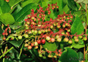 Gaultheria shallon